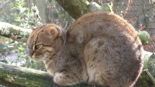 Rusty Spotted Cat Axe Valley Wildlife Park 12th March 2017 [upl. by Thorvald252]