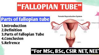 Fallopian tube  Parts of fallopian tube [upl. by Arissa638]