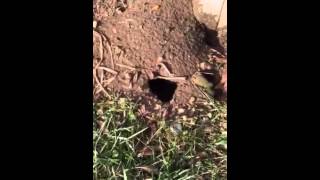 Exterminating Rats in Red Bank NJ [upl. by Lunn]