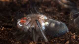 Brachypelma smithi Mexican Red Knee 3cm sling molting [upl. by Yldarb81]