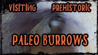 Giant Sloth Cave  Paleo burrow [upl. by Nylad]