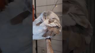 Cool dude Emilio preening himself and being very cute and fluffy ringneckdove dove pigeonanddove [upl. by Jacobine]