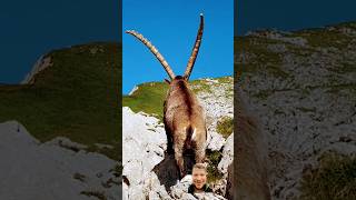 Ibex from behind looks spectacular animals cute [upl. by Minoru316]