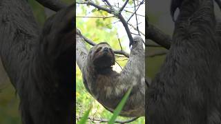 Sloth Secrets How They Survive by Moving in Slow Motion 🦥🌿 animalvideos shorts [upl. by Samella]