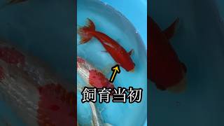 錦鯉の池の中で必死に生き抜いてたら巨大化してしまった金魚がコチラです。 金魚 更紗和金 [upl. by Ynnavoig]