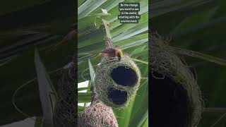 Architects of the Wild Masterpiece in Motion 🐦🏗️ weavers birdnest birdlife [upl. by Leo]