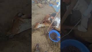 Veterinary hospital hospital fluid therapy cow treatment dehydration paralysis youtubeshorts [upl. by Licha91]