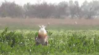 Trappenbalz in Ungarn  Lekking Great Bustards  Grandes Outardes [upl. by Vorster]