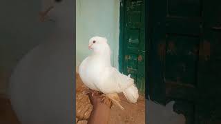 FANTAIL KABOOTAR ATTITUDE 🐦🙄✨ VIDEO WHITE KING KABOOTAR pigeon kabootar birds support shorts [upl. by Ynnel]