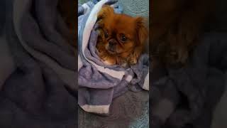 Klikeri moji lepi ❤️🐕 pekinezer pets pekingese dog puppy cute animals shorts [upl. by Ahselyt890]