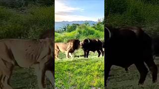 Buffalo Fights Back Intense Lion vs Buffalo Encounter [upl. by Petrie]