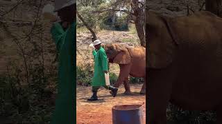 Saving Lives Feeding Orphaned Elephants 🐘❤️ [upl. by Airak833]