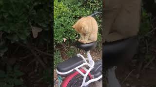 😹 Funny Cat Moments 😹  26 shorts cat funnycat [upl. by Naivaj376]