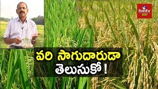 Paddy Cultivation  DrChSurender Raj Suggestions  hmtv Agri [upl. by Hoopes]