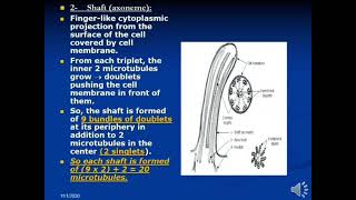 non membranous organelles [upl. by Elleuqram]