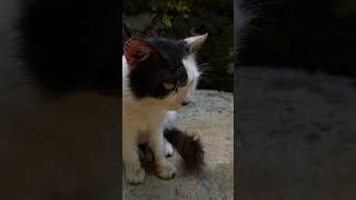 Black and white cat cat catlover catvideos catshorts [upl. by Tabbatha]