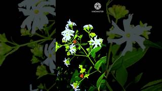 Night flowering jasmine  shiuli talay vorbela [upl. by Pauiie255]