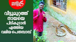 വീട്ടുമുറ്റത്ത് നായയെ പിടികൂടാൻ എത്തിയ വലിയ പെരുമ്പാമ്പ്  Vava Suresh  Snakemaster EP 898 [upl. by Ynad866]