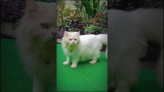 🧐😍😜Mittu percian catlove viral video YouTube shorts [upl. by Assiled405]