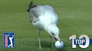 Top 10 Animal Encounters on the PGA TOUR [upl. by Let568]