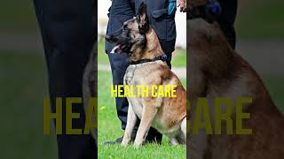 How Much Does a Belgian Malinois Cost in 2023 belgianmalinois dogs ytshorts viral [upl. by Oneal]