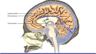 Detailed Animation on Circulation of CSF [upl. by Christye]