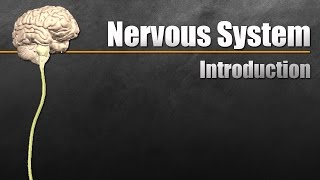 The Nervous System In 9 Minutes [upl. by Vachil]