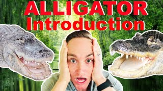 Introducing My Alligators For The First Time [upl. by Weinman663]