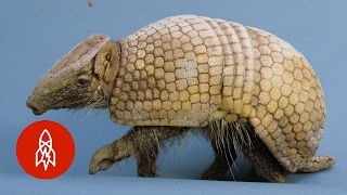 Full Body Armor Cant Protect this Armadillo from Humans [upl. by Brandon805]