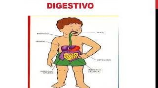 El sistema digestivo para niños de segundo grado [upl. by Renrew]