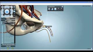 Urinary System  Interactive 3D Anatomy  Anatronica [upl. by Trin]