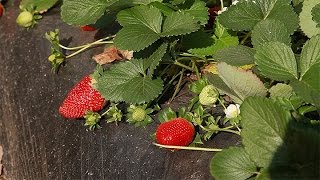 El INTA recomienda la preparación de los suelos para el cultivo de frutilla [upl. by Nrobyalc490]