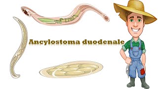 شرح Ancylostoma duodenale Hook worm [upl. by Derwood]