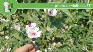 Echter Eibisch  Ganze Pflanze  090718 Althaea officinalis  Essbare Wildkräuter bestimmen [upl. by Olimpia]