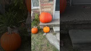 250 pound pumpkin [upl. by Yxel]