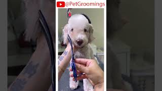 Adorable Small Puppy Gets a Facial Haircut pets doggroominglife cutepet puppy groominglife [upl. by Osnofla154]