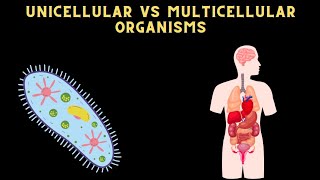 DIFFERENCE BETWEEN UNICELLULAR AND MULTICELLULAR ORGANISM science [upl. by Mariko]