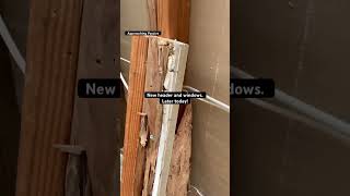 TERMITE DAMAGE  diy renovation construction home homerepair shortsvideo shorts [upl. by Amie]