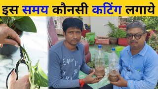 इस समय कौनसी कटिंग लगाये  कटिंग कैसे लगाएं  How To Grow Cuttings of Plants  How to grow cutting [upl. by Cott987]