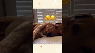 cat dog dogs cut cute love lovecats lovedogs funny virla viralvideo foryou foryoupage [upl. by Anaujik179]