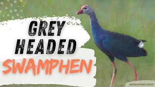 The Amazing Greyheaded Swamphen Porphyrio poliocephalus [upl. by Ardien945]