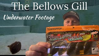 The Bellows Gill Underwater Footage [upl. by Marthe]