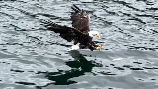 SLOW MOTION Bald Eagles fishing near Annette Island on the MV Aleutian Ballad Crab Tour in Alaska [upl. by Kirbie228]