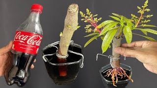 How to propagate mango branches with coca water 100 for beginners mango banana sapling [upl. by Aeynod677]