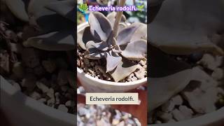 Echeveria rodolfi🥰🌱 [upl. by Toulon680]