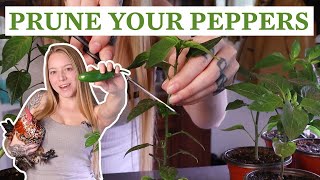 Pruning Pepper Plants For BEST Production  Stronger Plants amp Grow More Peppers [upl. by Mcnamara]