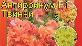 Львиный зев обыкновенная Твинни Краткий обзор описание характеристик antirrhinum [upl. by Haziza]