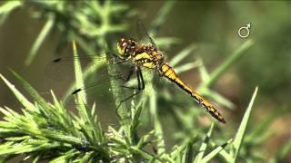 Black Darter Dragonfly Sympetrum danae [upl. by Trager670]