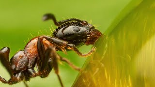 Ant drinking honey  extreme closeup   Monomorium kiliani [upl. by Salguod]