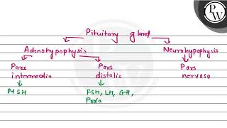 The hormones of neurohypophysis are formed in P 1 Pars nervosa 2 Pars distalis  3 Supra [upl. by Soma]